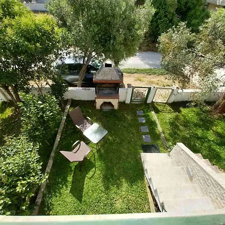 Olive Tree